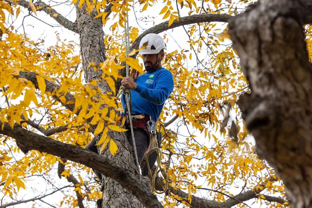 Skilled Tree Pruning crew working in Redwood City