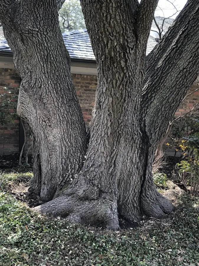 Mature heritage tree close to a Redwood City property cared for by certified arborists
